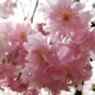 Prunus incisa 'Oshidori'   2L