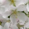 Prunus nipponica var. kurilensis 'Brilliant'   2L