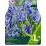 TAYLORS Bluebells
