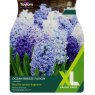 TAYLORS Hyacinth Ocean Breeze Fusion