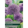 TAYLORS Allium Gladiator