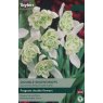 TAYLORS Galanthus Nivalis Flore Pleno