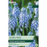 TAYLORS Muscari Valerie Finnis