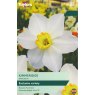TAYLORS Narcissus Kimmeridge