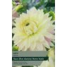 TAYLORS Dahlia Kiev