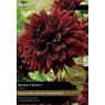 TAYLORS Dahlia Black Touch - Special Edition