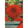 TAYLORS Dahlia Garden Wonder