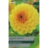 TAYLORS Dahlia Golden Sceptre