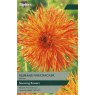 TAYLORS Dahlia Rejmans Firecracke