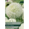 TAYLORS Dahlia White Aster