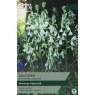 TS739 Galtonia