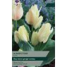 TAYLORS Tulip Albion Star