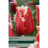TAYLORS Tulip New Santa