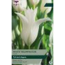 TAYLORS Tulip White Triumphator