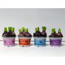 Hyacinth - 3 per 12cm Pot