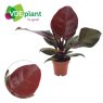 Philodendron Sunlight   12 cm