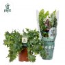 Phlebodium aureum Davana 'Air so Pure'   12cm