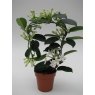 Stephanotis Flor 7+   12 cm