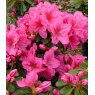 EVERGREEN AZALEA 'Dearest'  2L