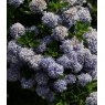 Ceanothus 'Blue Mound'   3L