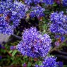 Ceanothus 'Dark Star'   3L Ceanothus 'Dark Star'   3L