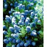 Ceanothus 'Skylark'   3L