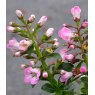 Escallonia 'Apple Blossom'   3L