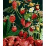 HERB Alpine Strawberry  9cm