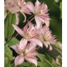 Clematis montana 'Marjorie'   2.5L/3L