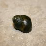 MOLLUSCS - Trapdoor snails - Viviparus viviparus - Each