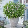 Daphne 'Perfume Princess'   2L Daphne 'Perfume Princess'   2L