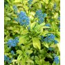 Ceanothus 'Pershore Zanzibar'   3L