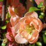 Chaenomeles speciosa 'Geisha Girl'   3L