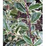 Ilex aquifolium 'Bowland' 3L