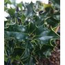 Ilex aquifolium 'Chris Whittle'   3L