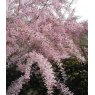Tamarix tetrandra   3L