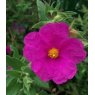 Cistus x pulverulentus 'Sunset'   3L