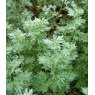 HERB Wormwood  9cm HERB Wormwood  9cm