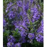 Hebe 'Garden Beauty Blue'   2L