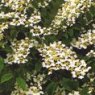 Viburnum plicatum f. tomentosum 'Mariesii'   5L