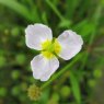 MARGINAL - Baldellia ranunculoides   1L