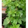 HERB Oregano - Common  9cm