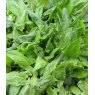 HERB Sorrel - Broad Leaved  9cm