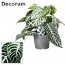 Aphelandra squarrosa   13 cm