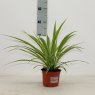 Chlorophytum comm. 'Ocean'   12cm