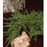 Juniperus communis 'Green Carpet'  3L