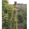 Taxus baccata 'Standishii' (F)  3L