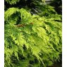 x Cuprocyparis 'Castlewellan'  2L