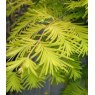 Metasequoia glyptostroboides 'Gold Rush'   12L