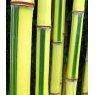 Phyllostachys aureosulcata f. spectabilis - 200/250cm   18L